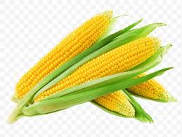 CORN SWEET HUSK ON