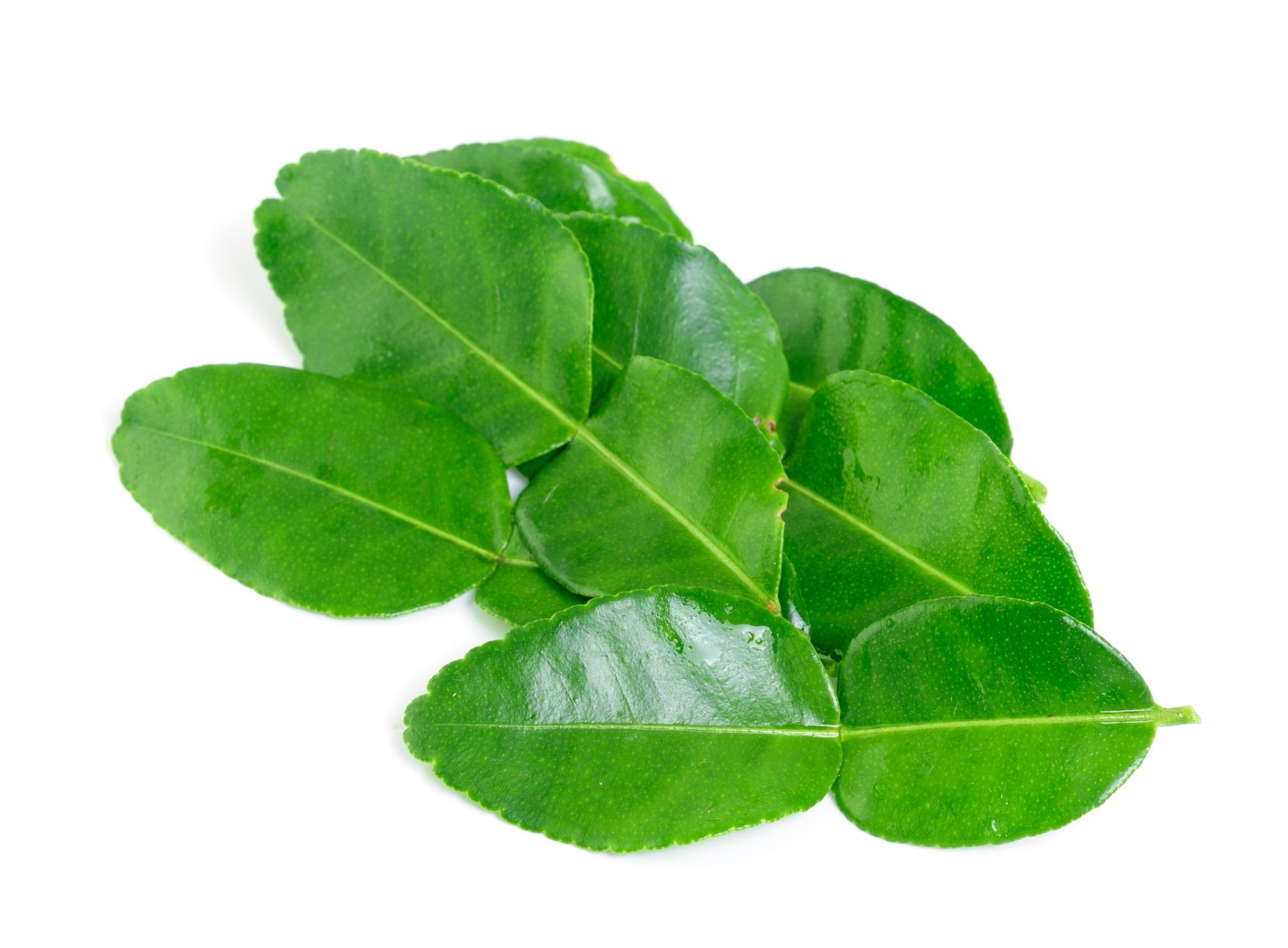 KAFFIR LIME LEAVES PKT