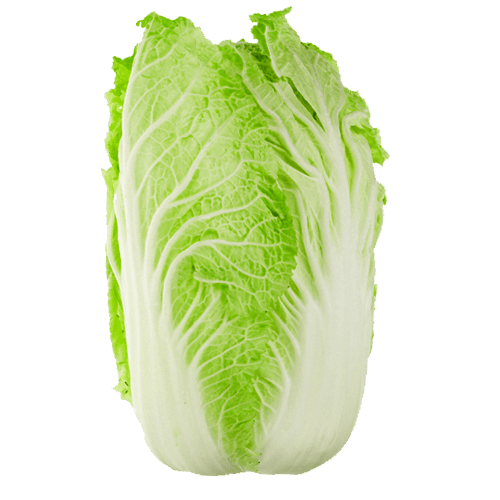 CABBAGE CHINESE WOMBOK